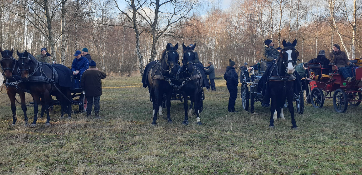 Et billede, der indeholder udendørs, græs, hest, træAutomatisk genereret beskrivelse