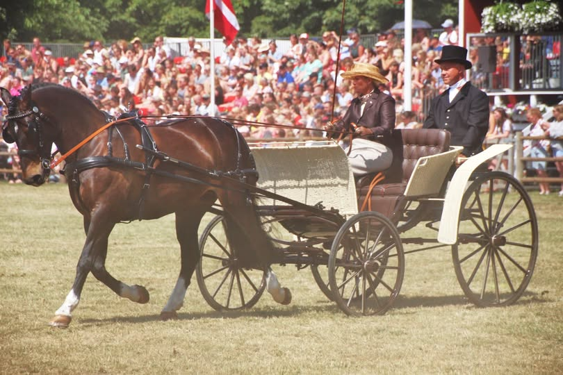 Kan være et billede af 3 personer, hest og tekst